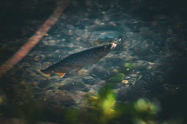 Trout rising